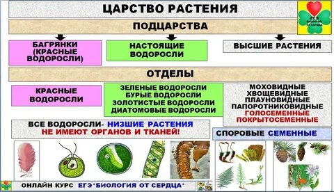 Когда придет биология егэ