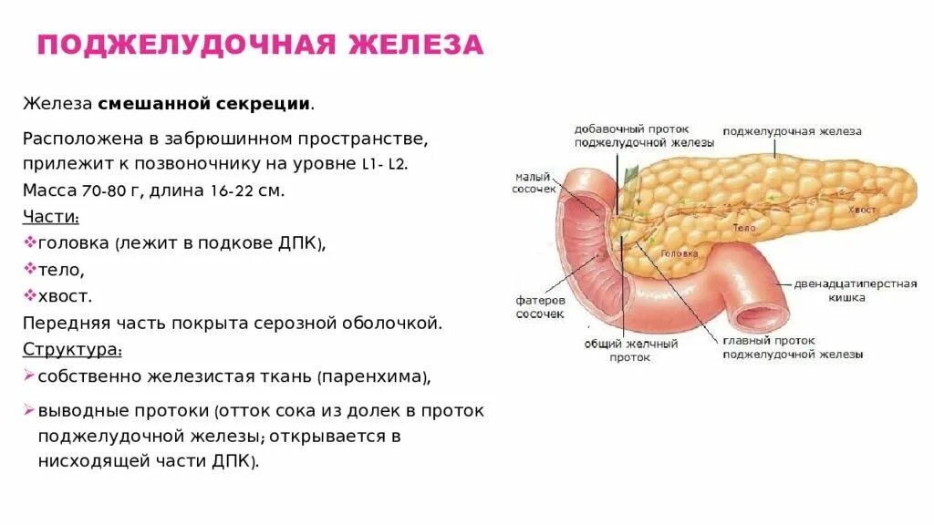 Какие железы расположены в брюшной полости. Строение поджелудочной железы анатомия. Поджелудочная железа топография строение. Поджелудочная железа расположена забрюшинно на уровне позвонков. Сальниковый бугор поджелудочной железы.