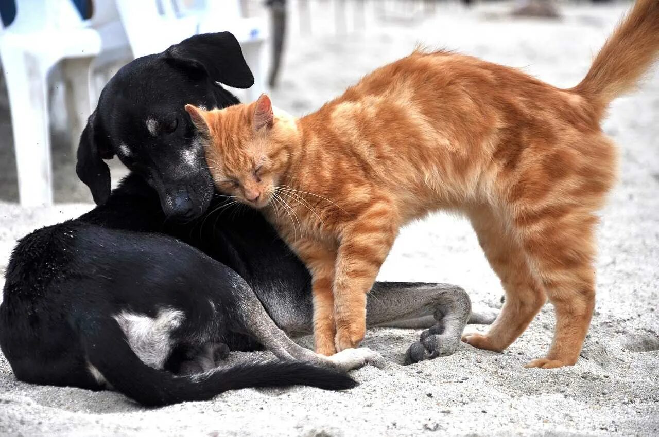 Кошки и собаки. Кошка ластится. Собака с кошкой дружат. Картинки кошек и собак. Как подружить кошек между собой