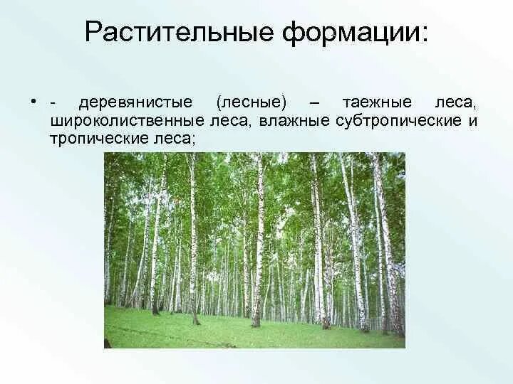 Формация леса. Лесные формации. формации леса. растительные формации. пространственная структура широколиственного леса.