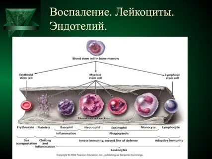 Воспалительные клетки это