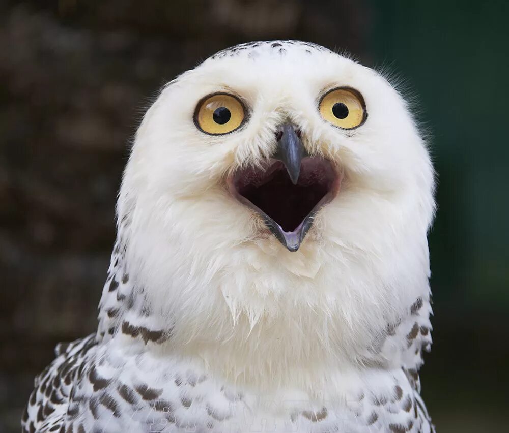сова удивление. офигевшая сова. сова удивлена. удивленный взгляд совы. лицо совы.