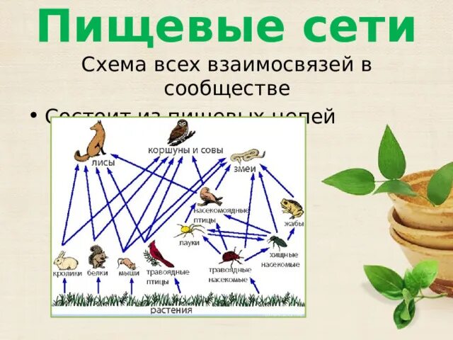 Рассмотрите схему пищевой сети сообщества подумайте