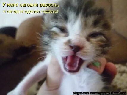Радость гадость