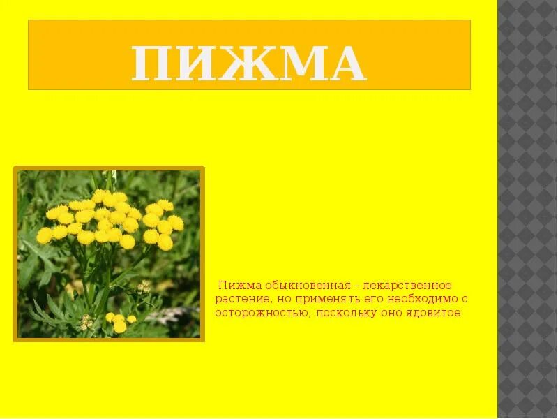 Свойства пижмы обыкновенной. Пижма лекарственное растение. Пижма доклад. Лекарственное растение пижма презентация. Пижма обыкновенная описание.