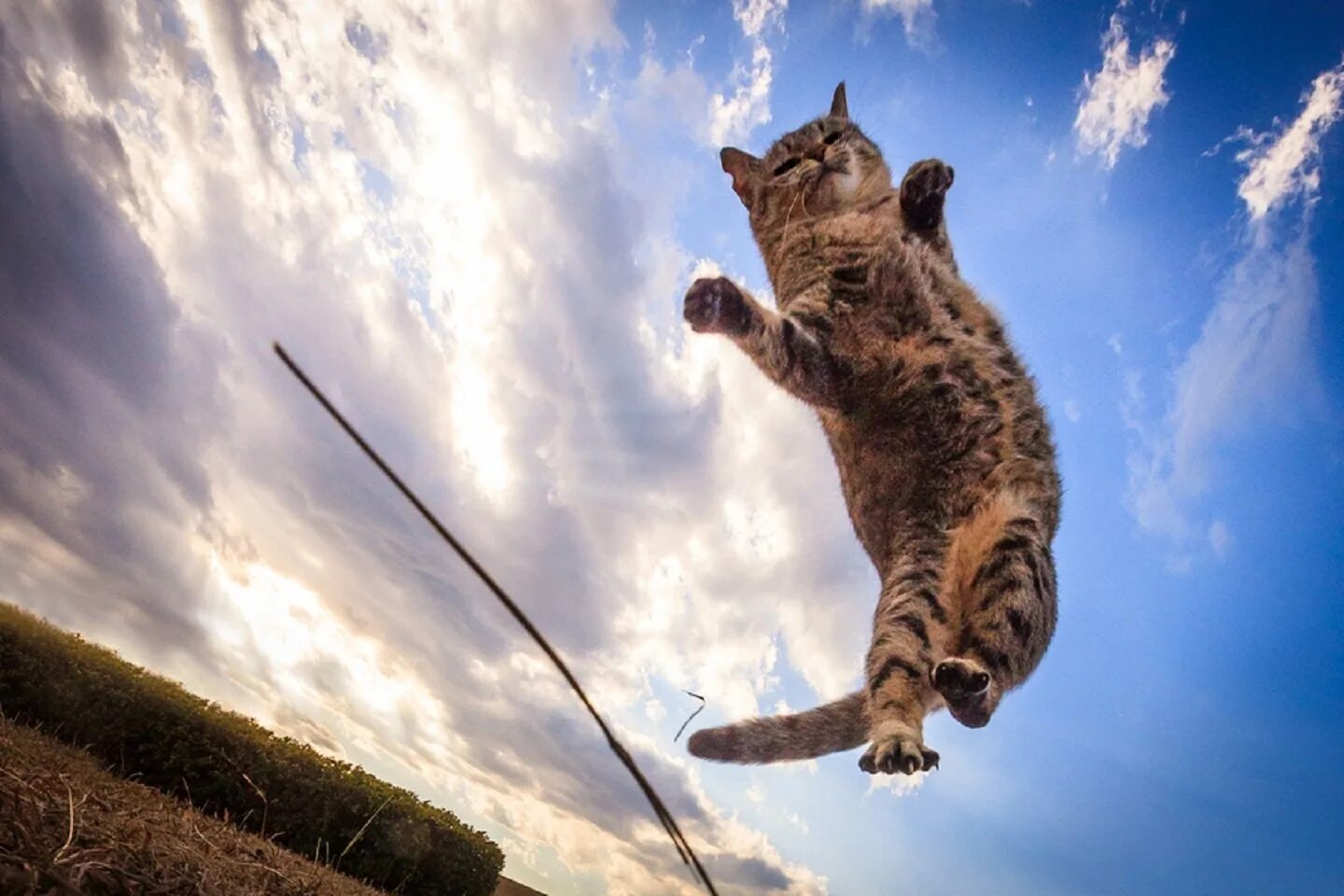 Кошка качается. Летающий кот. кошка в прыжке. кот в полете.