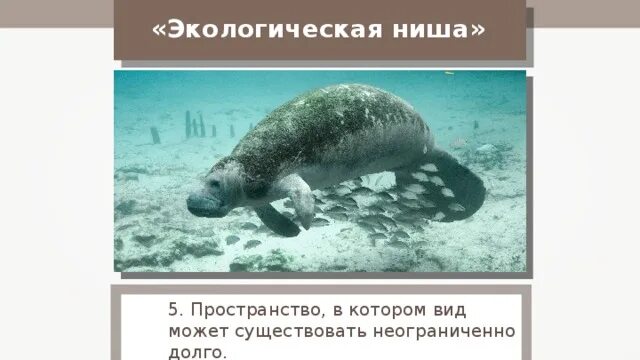 Экологическая ниша дельфинов. Экологическая ниша. Экологическая ниша белого медведя. Экологическая ниша медведя. Экологическая ниша белого медведя.