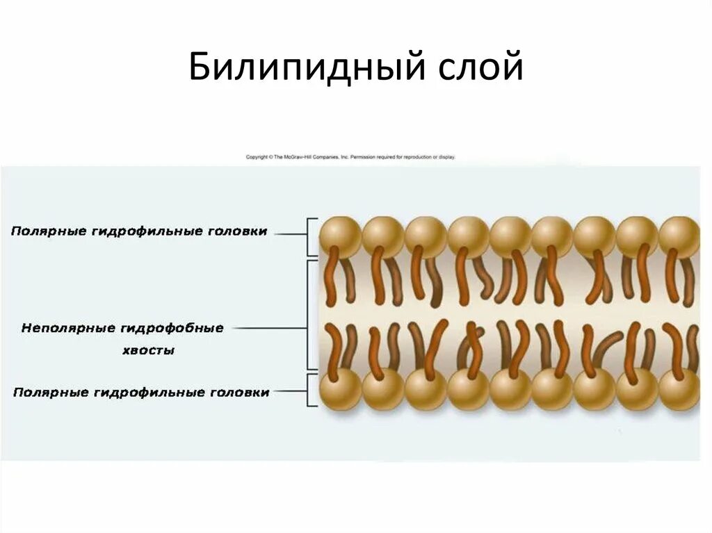 Строение мембраны клетки билипидный слой. Билипидный слой гидрофобная головка. Билипидный слой жиры. Строение биологической мембраны билипидный слой. Находился bi