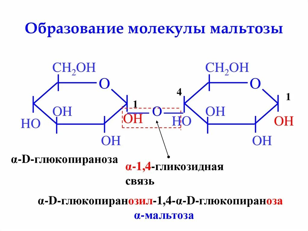Связь 4 гликозидная. Глюкопираноза полисахарид. Образование молекулы мальтозы. Α-D-глюкопиранозил-(1→4)-α-d-глюкопираноза. Гликозидная связь в мальтозе.