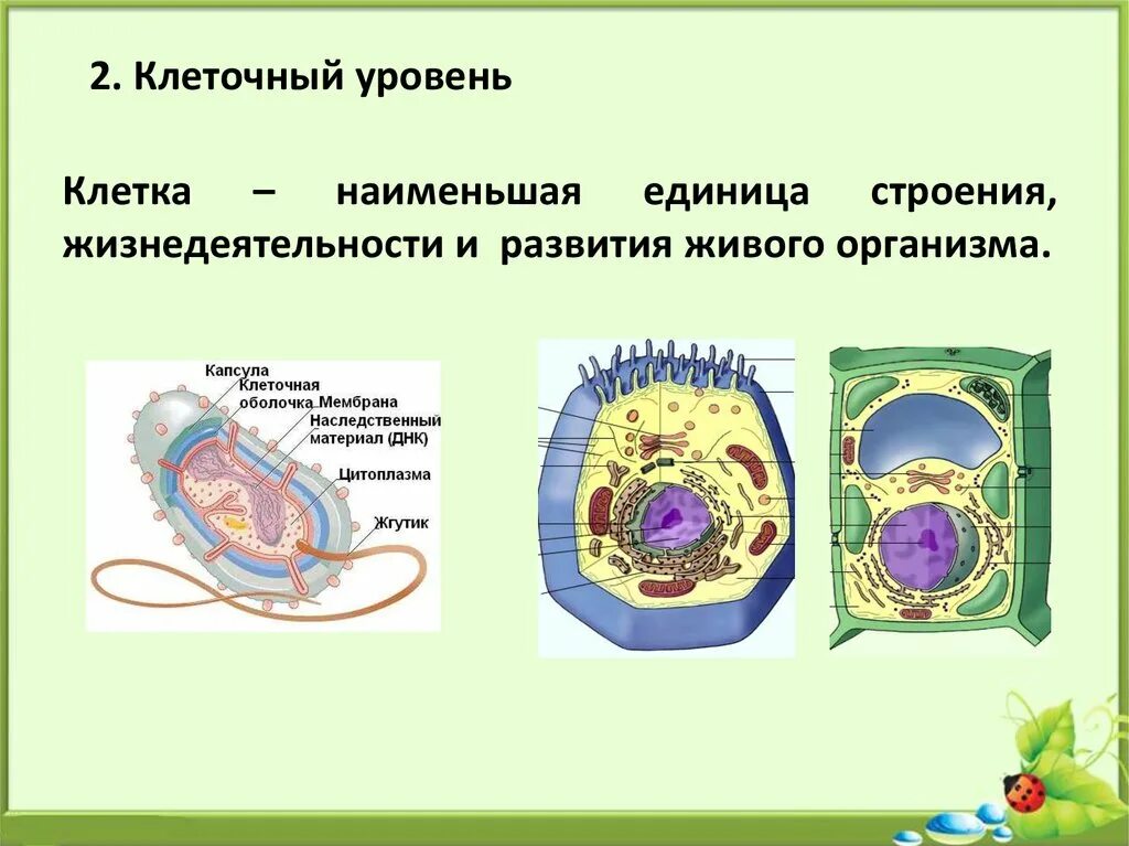 Клетка единица строения живого организма. Клеточный уровень. Клеточный уровень живого. Клетка живого организма. Клеточный уровень строение.