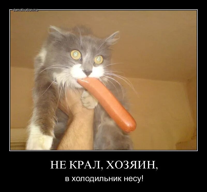 Я не краду победу. Кот с сосисками. Кот крадет сосиску. Кот крадет колбасу. Кот тырит колбасу.