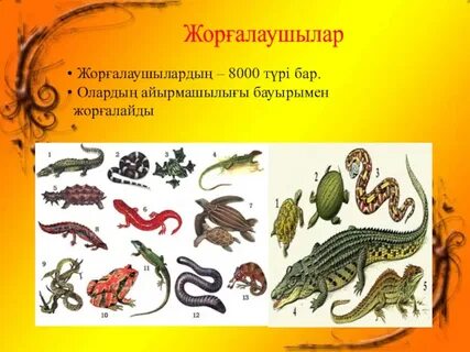 Әйелдің ішінен шыққан мүше