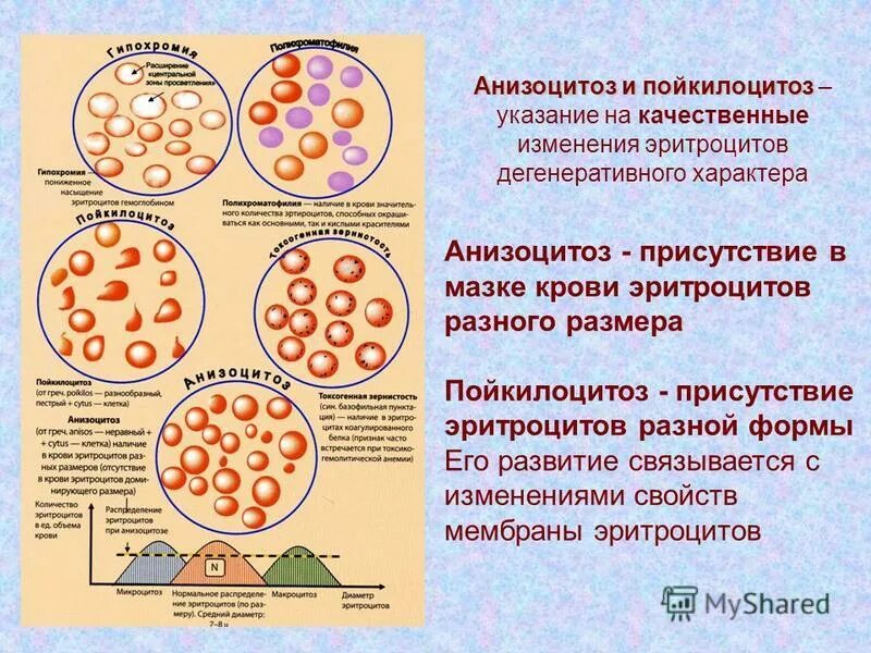 Изменение свойств эритроцитов при тропической малярии