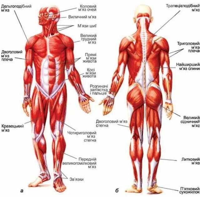 Назовите мышцы человека