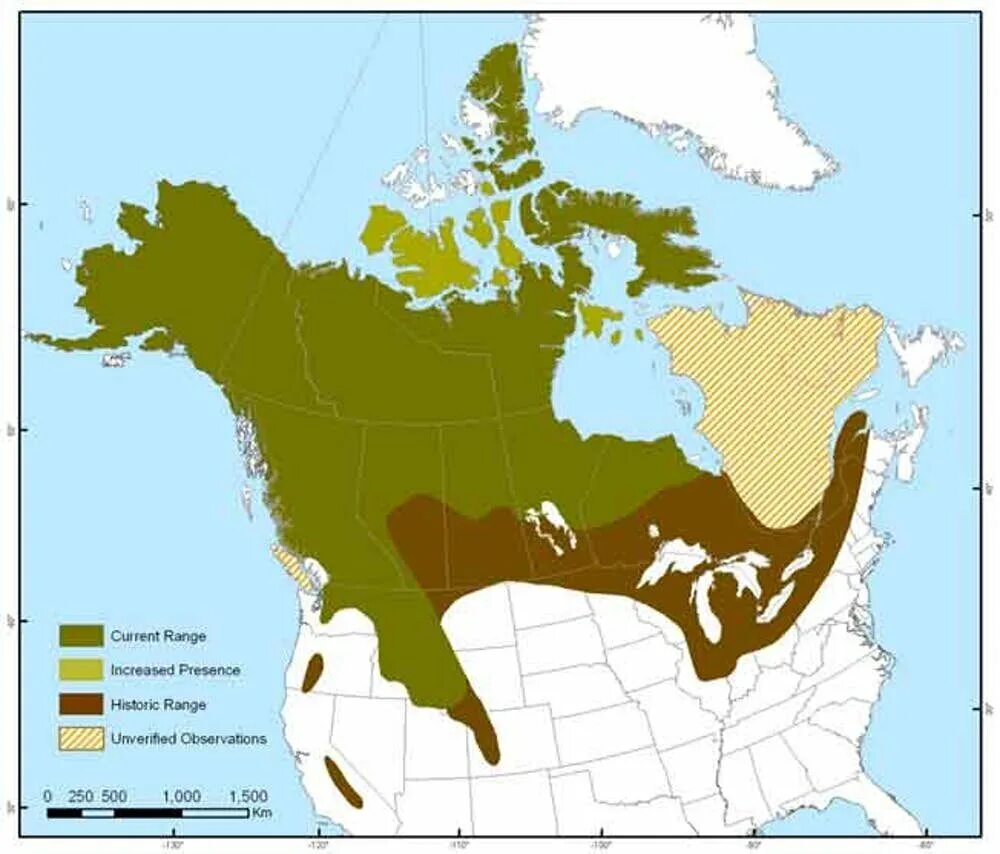 Лось обитание в россии. Ареал обитания лося Северная Америка. Американский Лось ареал. Американский Лось ареал обитания. Карта обитания лосей.