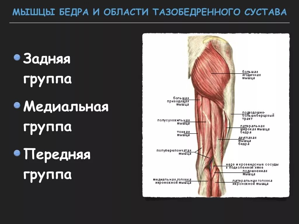 Мышцы приводящие в движение. Мышцы тазобедренного сустава анатомия. Связки бедра анатомия. Тазобедренный сустав анатомия строение с мышцами. Мышцы бедра и тазобедренного сустава.