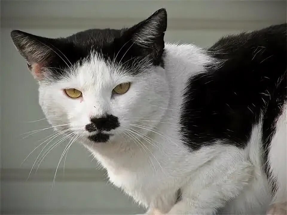 Кот гитлер фото Hitler is alive! Nazi leader lives in form of a cat Daily Star