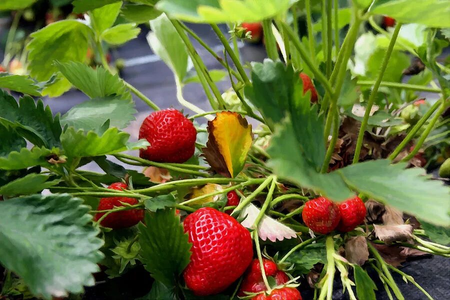 годовое кольцо земляники садовой