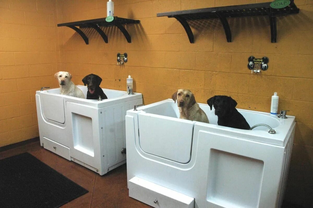 Pet spa. Pet Wash (мойка питомцев). Раковина лапомойка для собак. Мойка для собак в доме. Мойка для собак в ванной.
