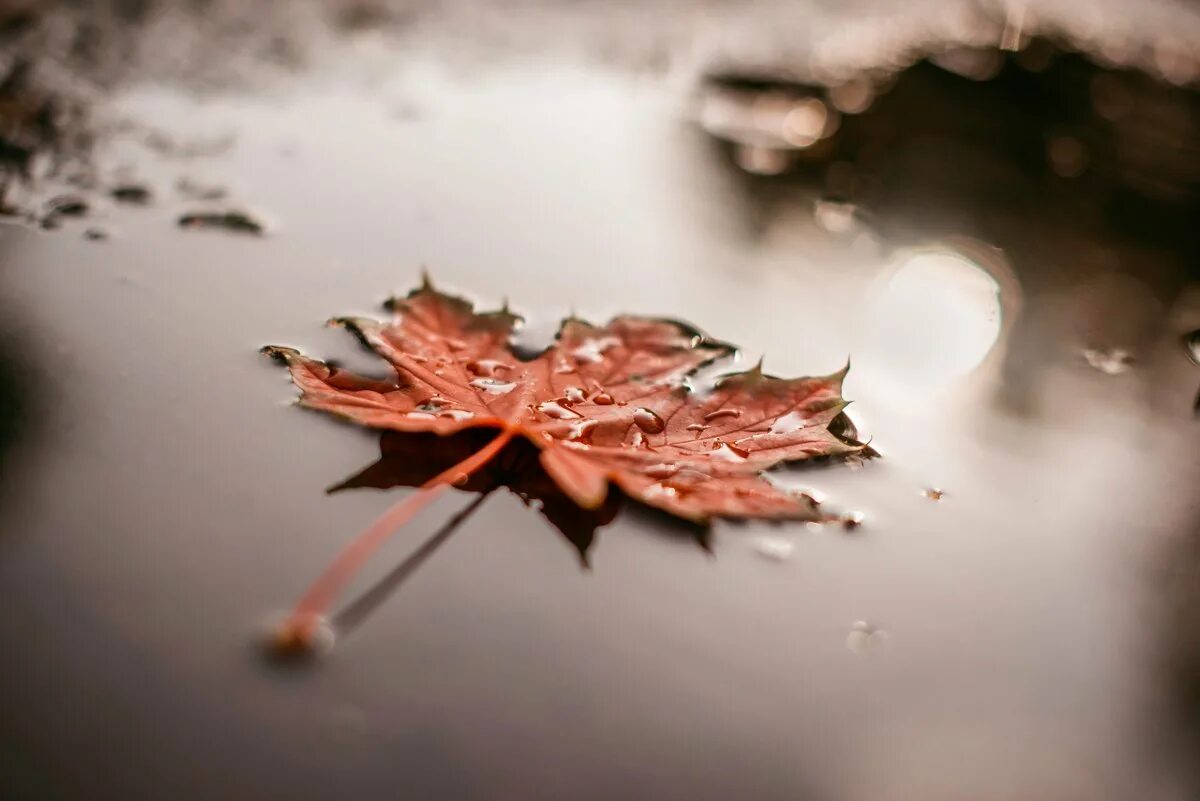 одинокий листочек. осень одиночество. одинокий листик. на скамье осенний листок. лист на ветру.