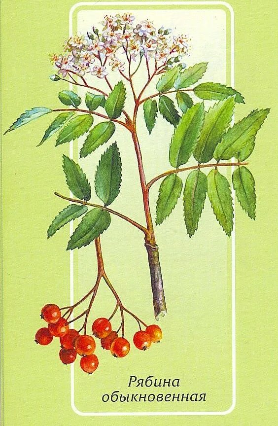 Плод рябины 5. Рябина обыкновенная Фармакогнозия. Sorbus aucuparia побег. Рябина обыкновенная растение. Sorbus aucuparia плод.