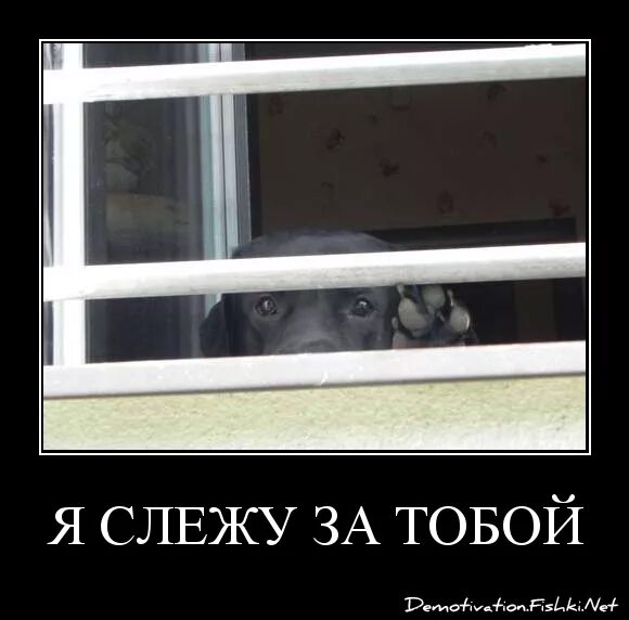 Слежу за тобой. Слежу за тобой