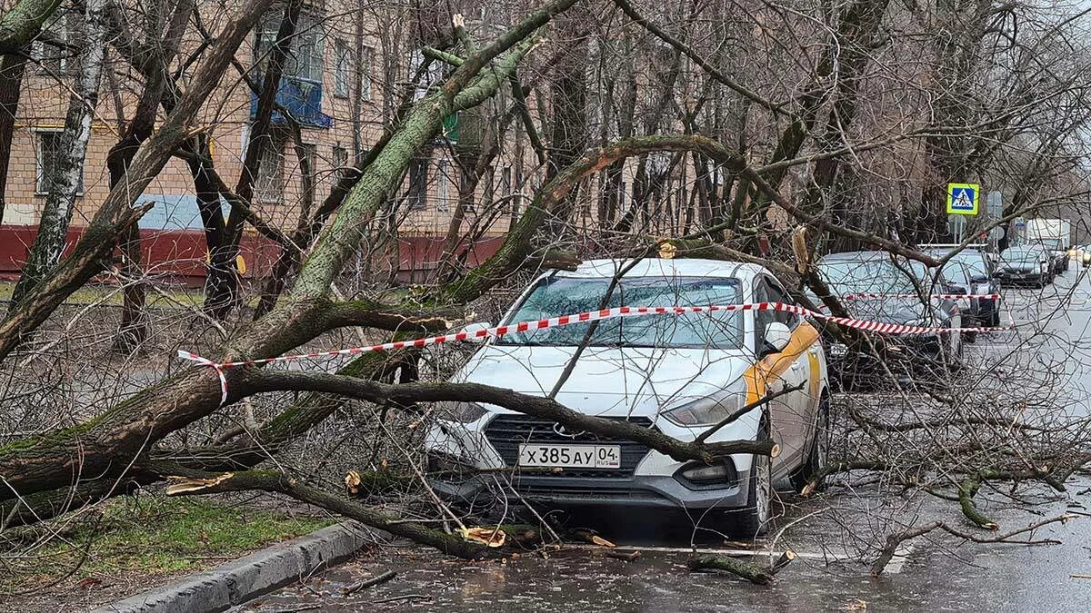 Ветер в москве деревья. Ураган в Москве. Ураганный ветер в Москве. В Москве ветер повалил деревья. Штормовой ветер в Москве.