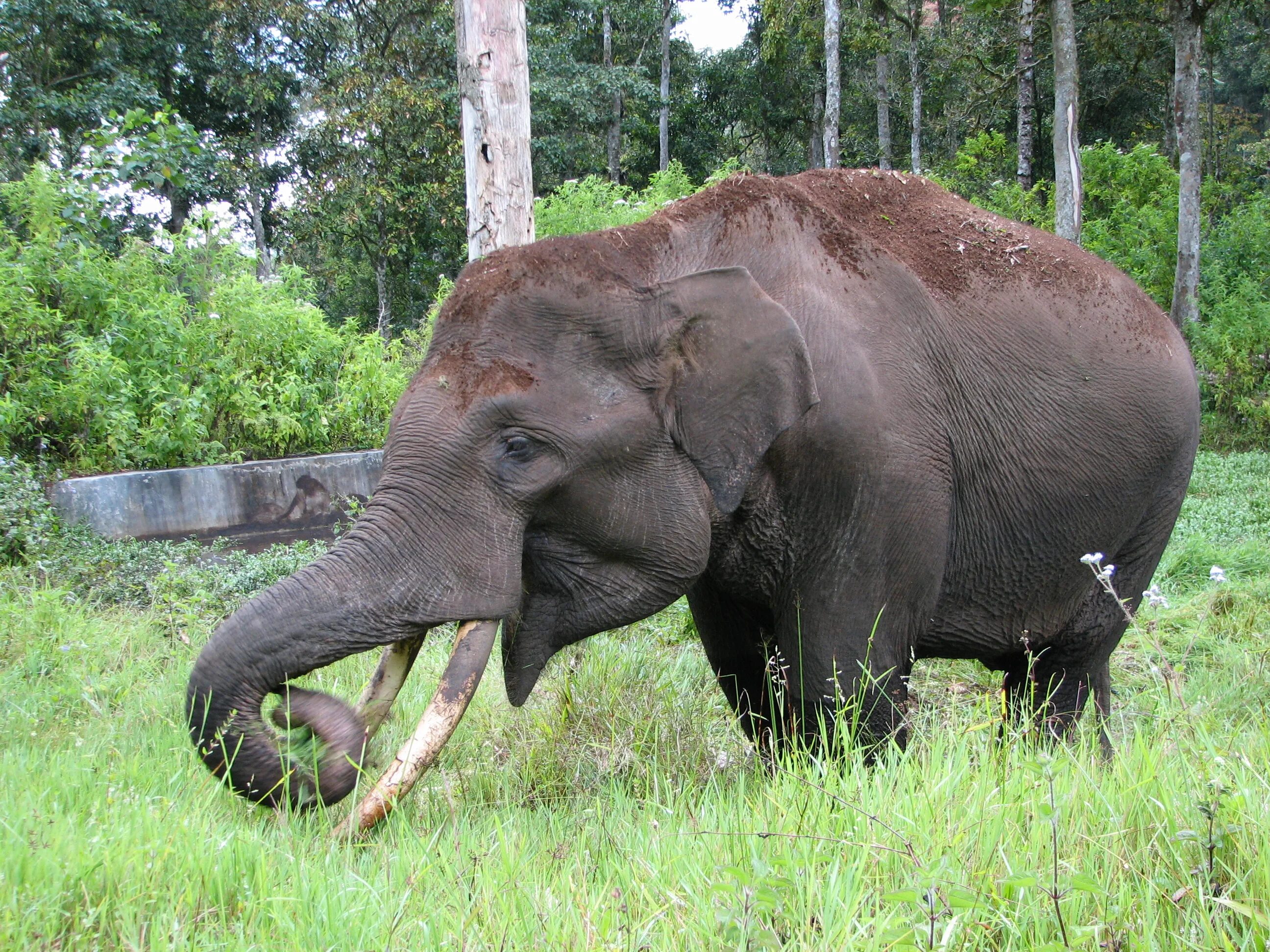 Слоны. Питание слона. Слон кушает. Слон ест траву.
