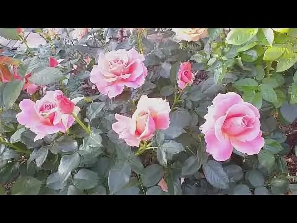 Румье роз 2. Rose Lady Marmalade (Harkness). У роз во вторую волну цветения недоразвитыибутоны и цветы. Розовым 2 разбор