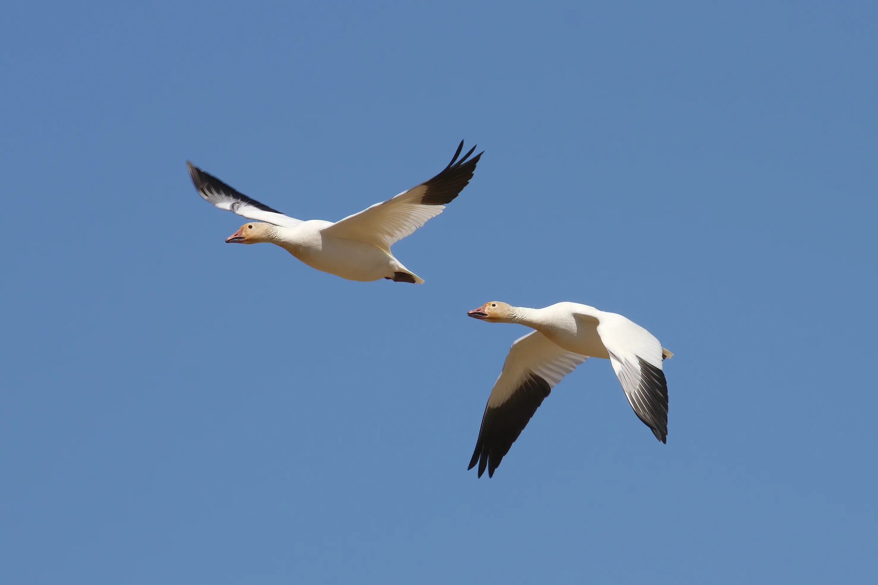 Құстар мен жәндіктер. Құстар картинки. Goose in Flight. Тырналар. Құстар суреті фото.