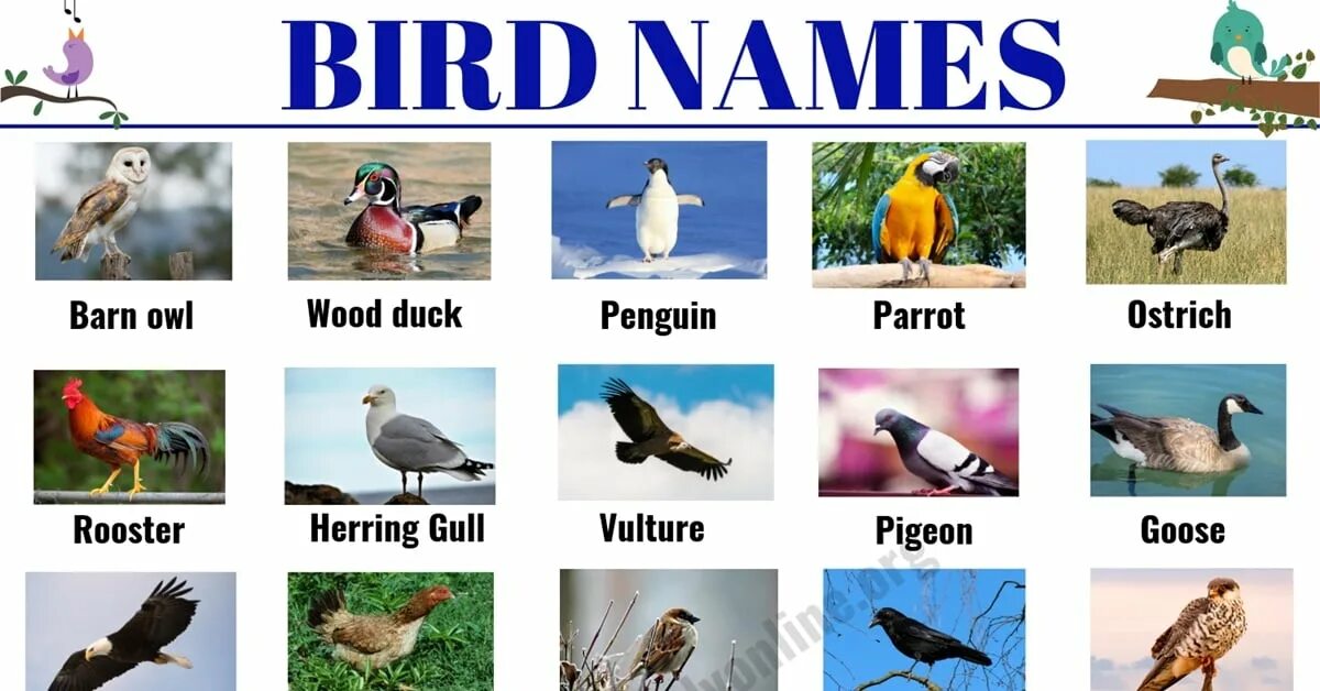 Kind birds. Птица по английскому. Все птицы на английском. Названия птиц на английском языке. Птицы на английском для детей.