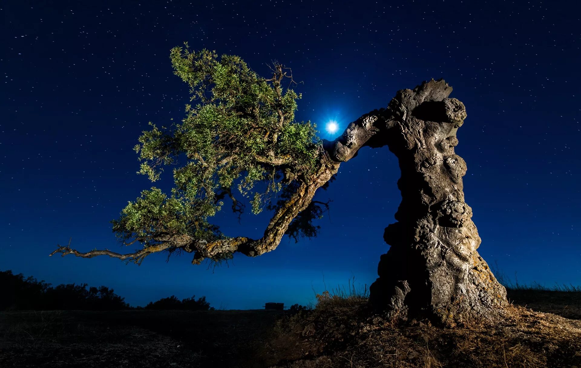 Дерево ночью. Ночное дерево. Ночь Луна дерево. Одинокое дерево ночью. Tree star