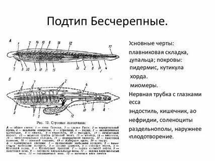Глазки гессе у ланцетника