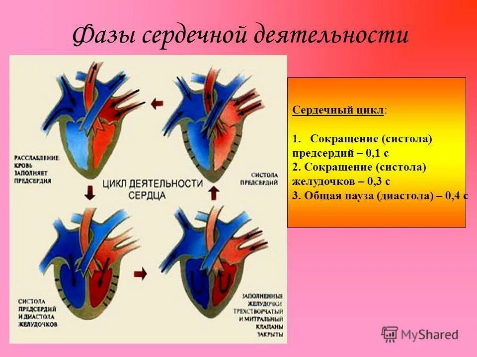 Фазы диастолы. Систола желудочков схема. Фазы желудочков. Таблица по биологии фазы сердечного цикла. Фазы сердечной деятельности таблица систола.