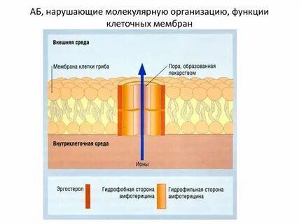 Мембрана клетки гриба