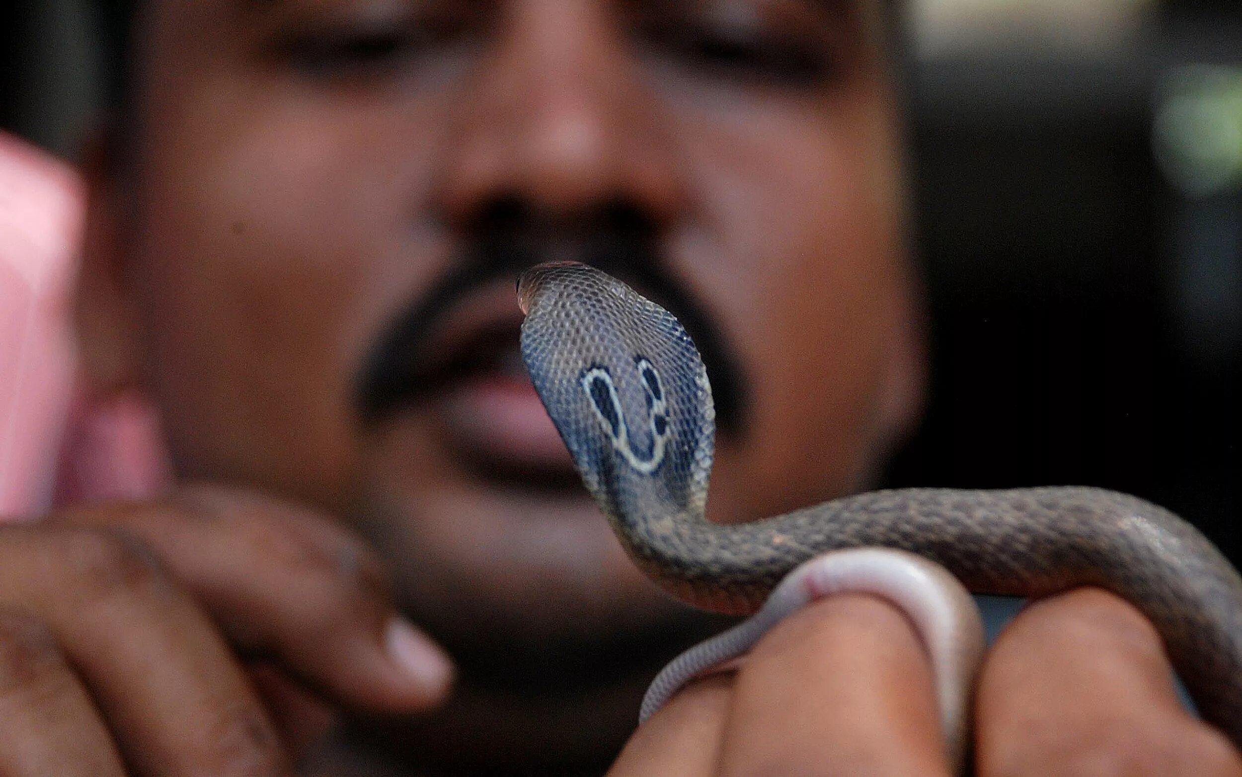 Snake bites