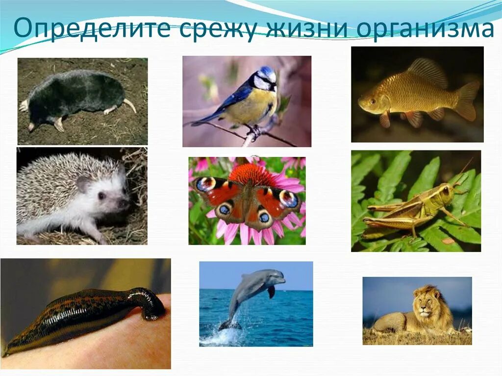 Animal organism. Живые организмы. Среды жизни организмов. Животные разных сред жизни. Среды обитания животных.