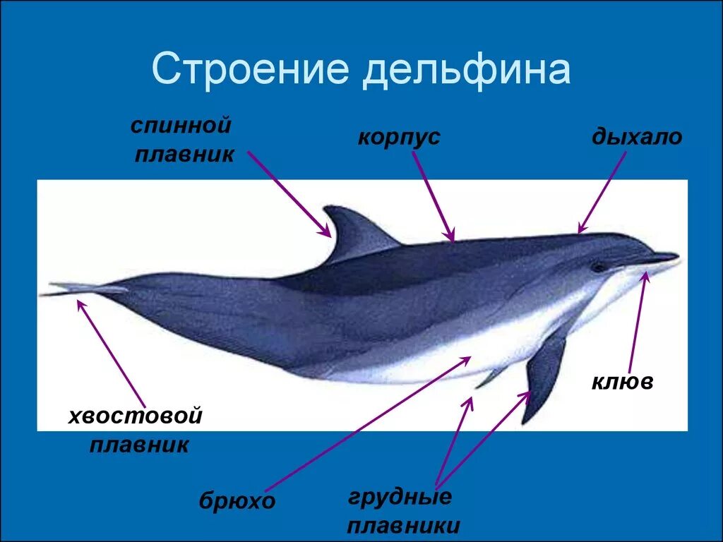 Строение дельфина Афалина. Внешнее строение дельфина Афалина. Дельфин строение тела. Внутреннее строение дельфина Афалина.