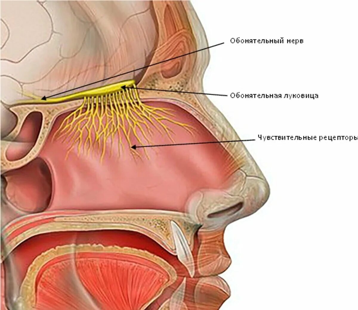 Обонятельный тракт анатомия. Обонятельная луковица и обонятельный нерв. Обонятельный нерв анатомия. Обонятельный путь анатомия. Обонятельный нерв отдел анализатора