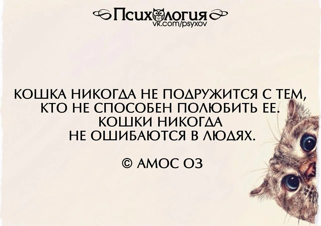 Не способен проводить. Цитаты про кошек со смыслом. Статусы про детей и кошек. Кошки не ошибаются в людях. Статусы про кошек.