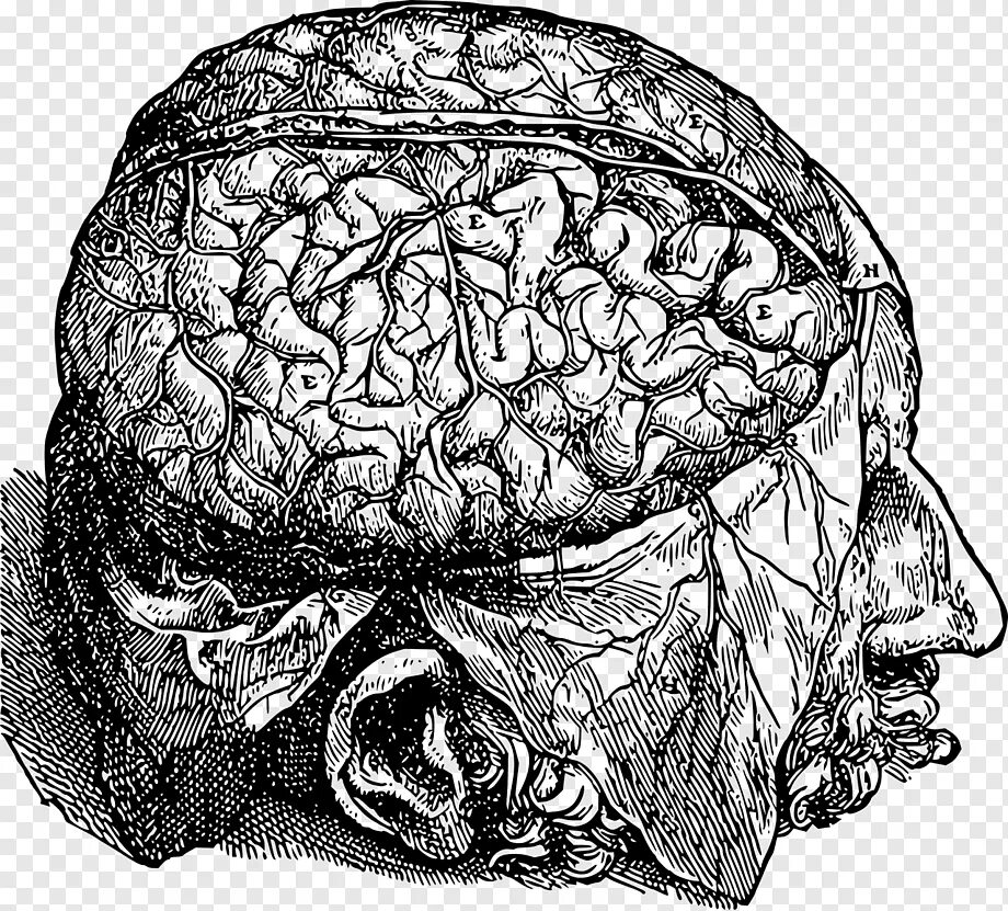 Мозг гравюра. Мозги без черепа