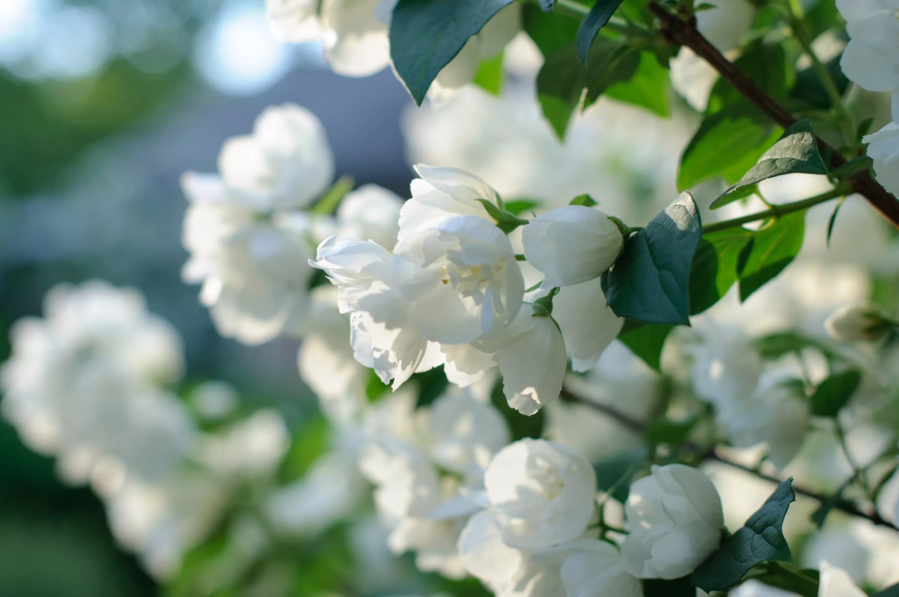 White spring. Чубушник.