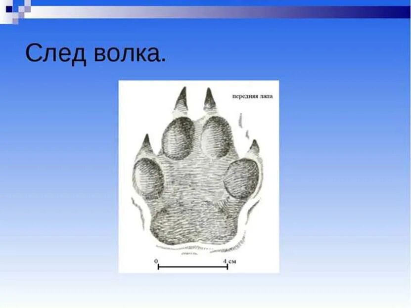 След волка. След волка размер. Отпечаток следа волка. Размер отпечатка следа волка.