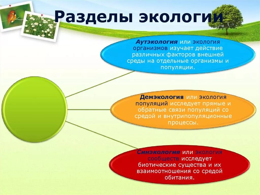 Разделы экологии. Экология разделы экологии. Основные разделы экологии. Разделы современной экологии.