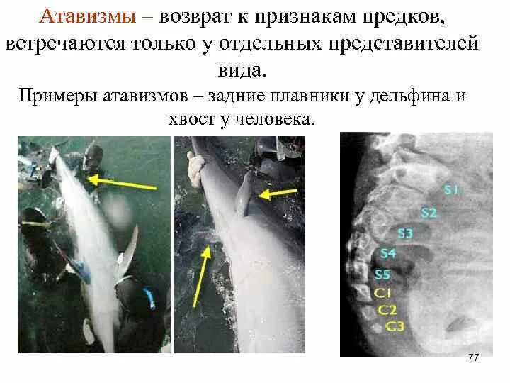 Атавизмы у животных. Дельфин с задними плавниками.