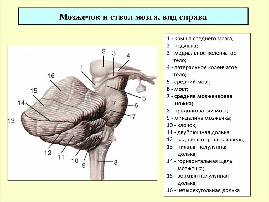 В каком отделе находится мозжечок. Ствол мозга строение вид сзади. клочок мозжечка анатомия. строение мозжечка снизу. мозжечок и ствол мозга вид справа.