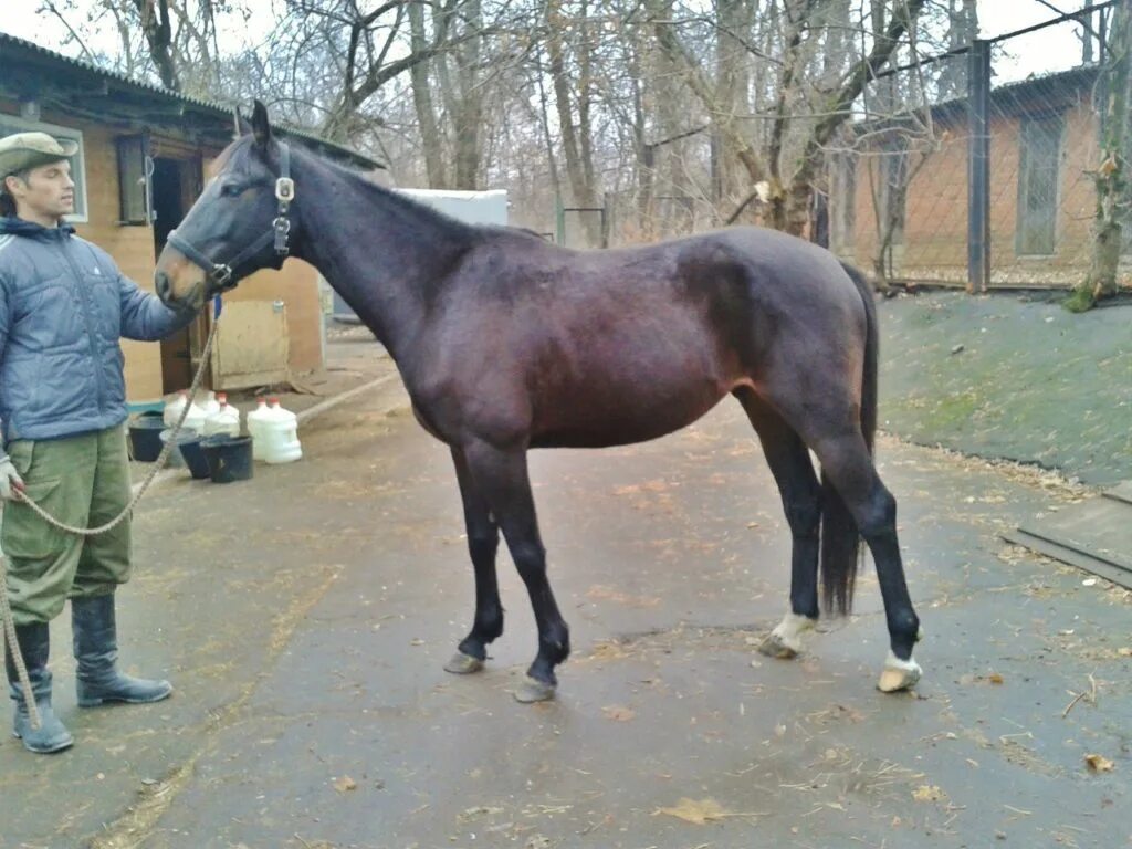 Рассмотрите фотографию коричневой лошади с черными ногами