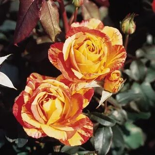 Marvels rose