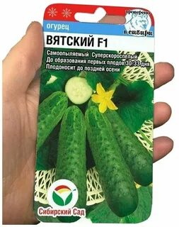 Огурец вятский