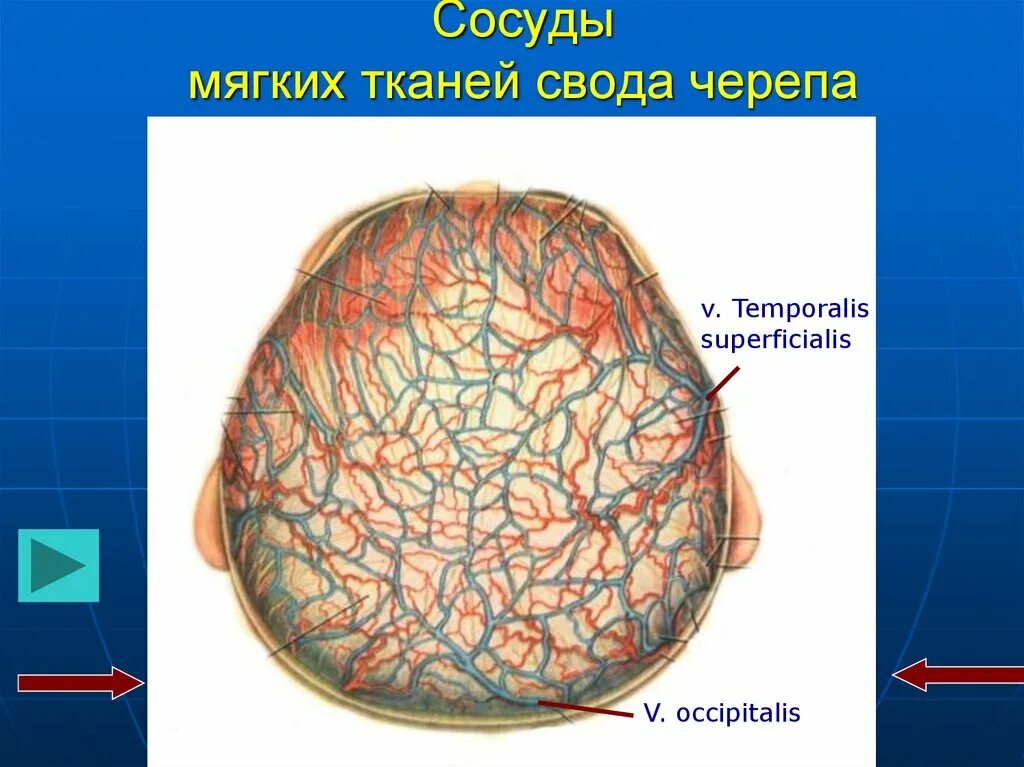 Ткани лба. Диплоические вены отток. Сосуды мягких тканей свода черепа. Сосуды и нервы свода черепа. Мягкие ткани свода черепа.